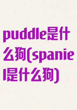 puddle是什么狗(spaniel是什么狗)